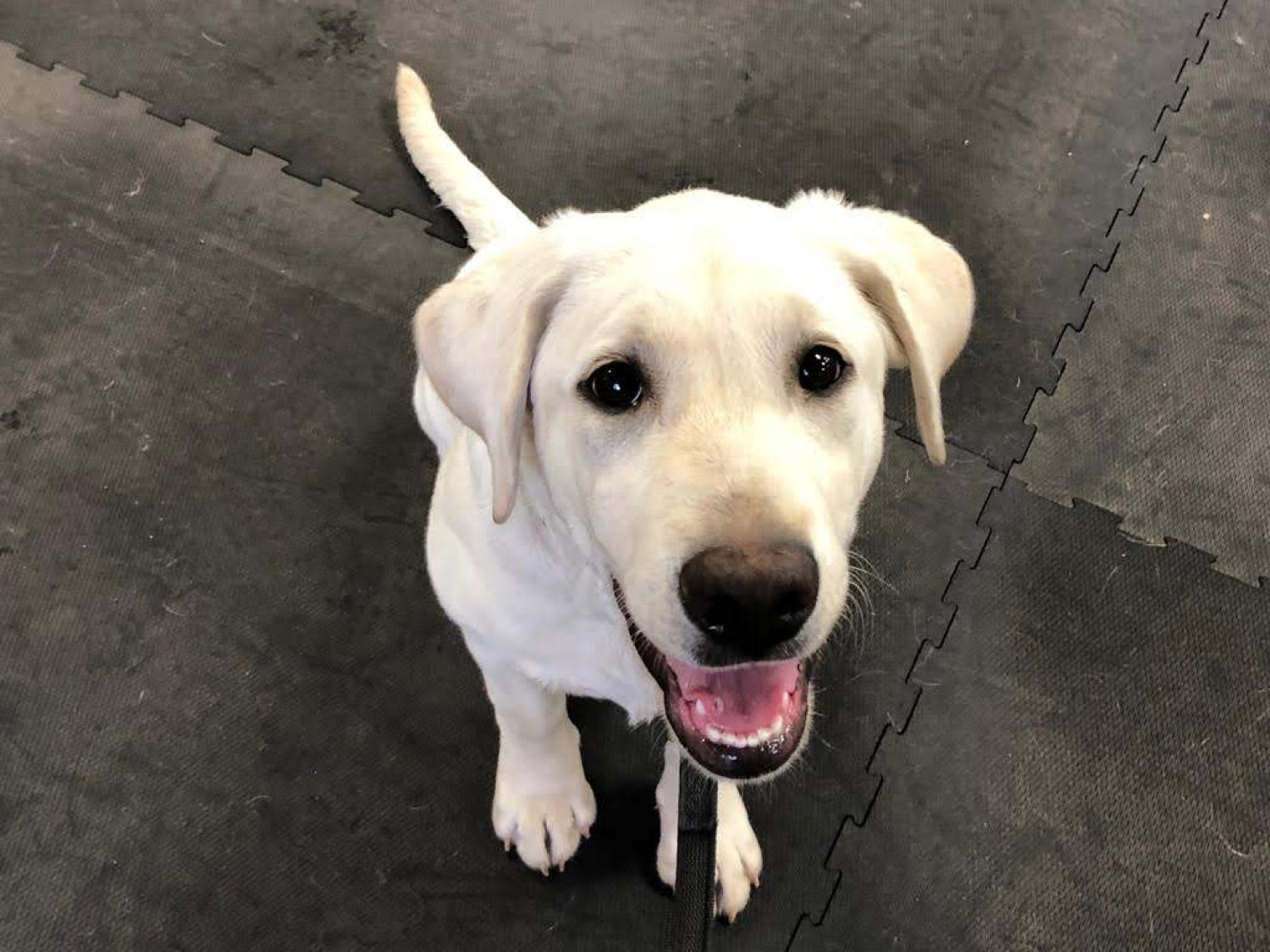 RR Professional Dog Training &amp; Boarding | Professional Dog 